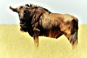 Blue Wildebeest Gnu Shaggy Beard  - Like_A_Hartman / Pixabay